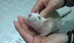 Rata en adopción