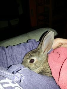 Conejo en adopción 