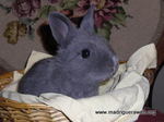 Adoptar Conejo Boniato