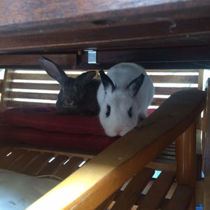 Adoptar conejo Burby
