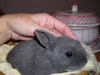 Adopción Conejo Boniato