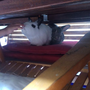 Adoptar conejo Burby