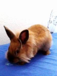 Adoptar conejo Ruccoli