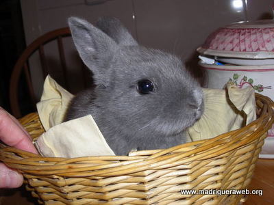 Adopción conejo Boniato