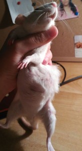 Rata en adopción 