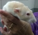 Rata en adopción 