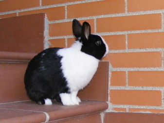 Adopción Conejo Nejo