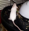Ratón en adopción 