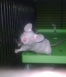 Ratón en adopción 