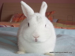 Adopción Conejo Dulce