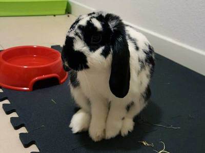 Tobias conejo en adopción