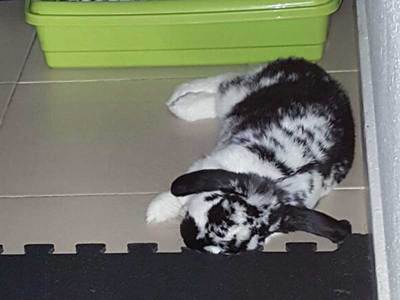 Tobias conejo en adopción