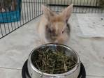 Kenai conejo en adopción