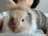 Kenai conejo en adopción