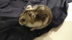 Dimitri hamster en adopción