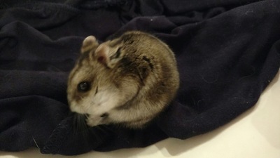 Dimitri hamster en adopción