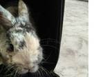 Mauricio conejo en adopción