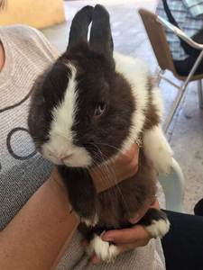 Iván conejo en adopción
