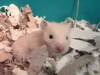 Malek hamster en adopción