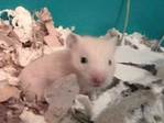 Malek hamster en adopción
