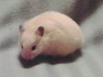 Ondina hamster en adopción