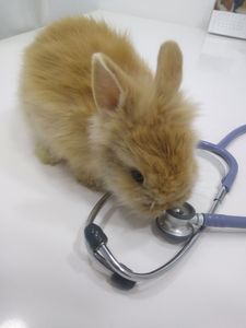 Fénix conejo en adopción 