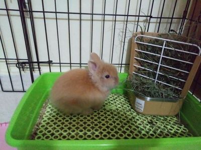 Fénix conejo en adopción 