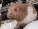 Salvia hamster en adopción