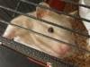 Salvia hamster en adopción