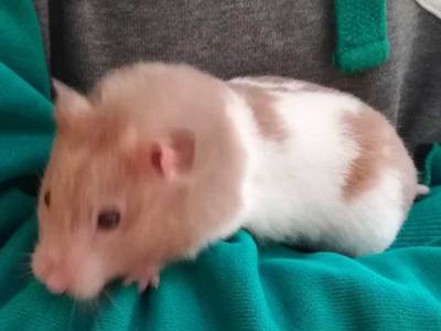 Camomila hamster en adopcion