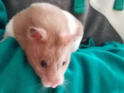 Camomila hamster en adopcion