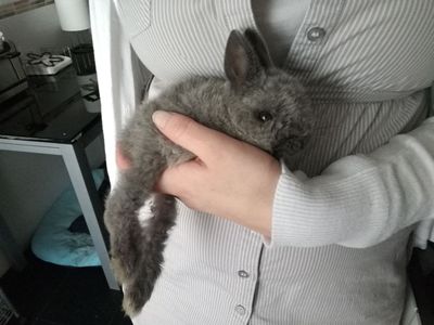 Conejo adopción