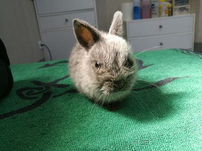 Conejo adopción