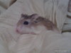 hamster minia