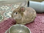 Conejo en adopción