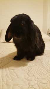 Black Jack conejo en adopción 