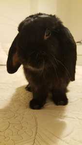 Black Jack conejo en adopción 