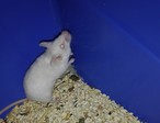 Ratón en adopción