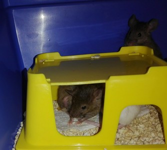 Ratón en adopción