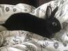 Aretha conejo en adopción