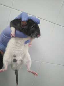 Denver rata en adopción