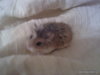 Hamster adopción Minic