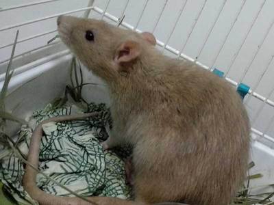 Yogui rata en adopcion