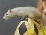 Yogui rata en adopcion