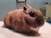 Boniato, conejo en adopción