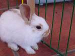 lino conejo en adopción