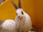 petunia conejo en adopción
