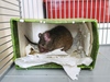 Pity, ratón en adopción en La Madriguera