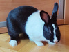 Pepo, conejo en adopción en La Madriguera