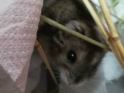 Mildred hamster en adopción